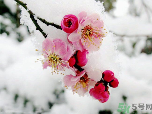 清明節(jié)有哪些習俗？清明節(jié)習俗的來源？