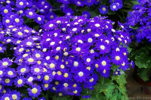 清明節(jié)有哪些習俗？清明節(jié)習俗的來源？