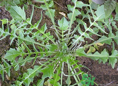 地菜是什么樣子的?地菜是蒲公英嗎?.png 地菜是什么樣子的?地菜是蒲公英嗎?.png