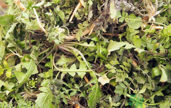 薺菜根能吃嗎？薺菜要去根吃嗎？