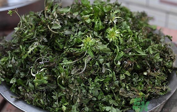 薺菜為什么是苦的？薺菜味道苦嗎？