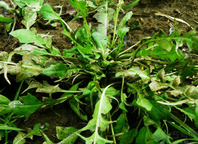 薺菜如何能保存時間長？剛挖回來的薺菜怎么保存？