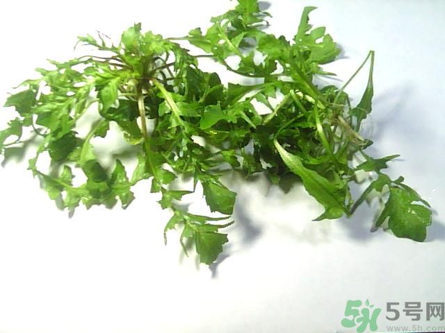 薺菜可以泡水喝嗎？薺菜泡水喝有什么好處？