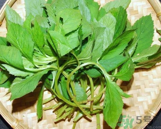 薺菜可以泡水喝嗎？薺菜泡水喝有什么好處？