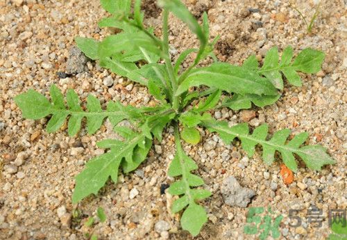 吃薺菜會過敏嗎?吃薺菜過敏怎么辦 吃薺菜會過敏嗎?吃薺菜過敏怎么辦