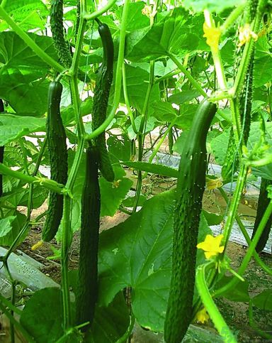 痛風不能吃什么？痛風怎么辦？