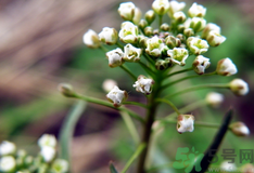吃薺菜會流產(chǎn)嗎?孕婦吃薺菜會導(dǎo)致流產(chǎn)嗎?.png 吃薺菜會流產(chǎn)嗎?孕婦吃薺菜會導(dǎo)致流產(chǎn)嗎?.png
