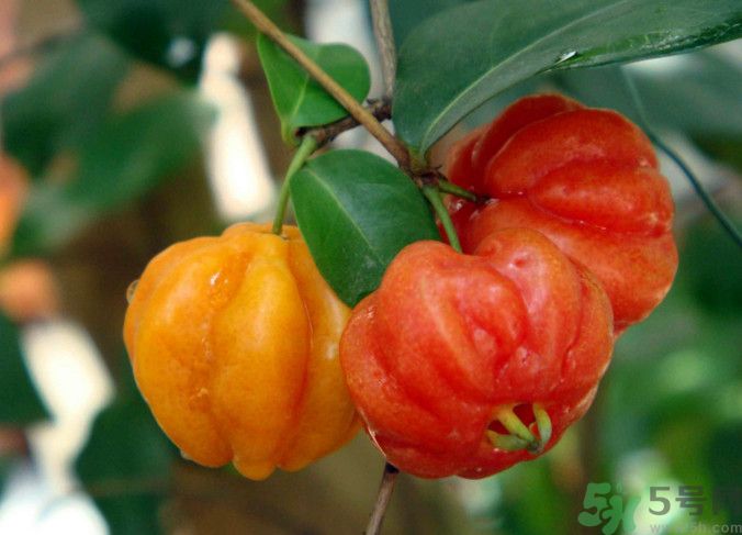 胡桃可以減肥嗎？吃胡桃有什么好處？