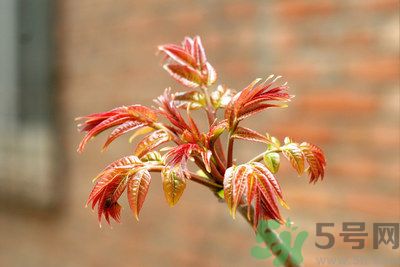 香椿好吃嗎？香椿可以做菜嗎？