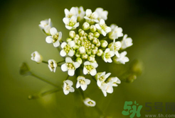 薺菜花是什么顏色?薺菜花的功效與作用 薺菜花是什么顏色?薺菜花的功效與作用