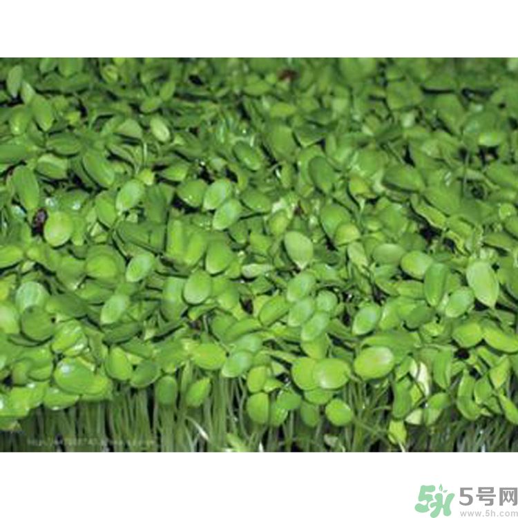 吃香椿要焯水嗎？吃香椿焯水還有營(yíng)養(yǎng)價(jià)值嗎？