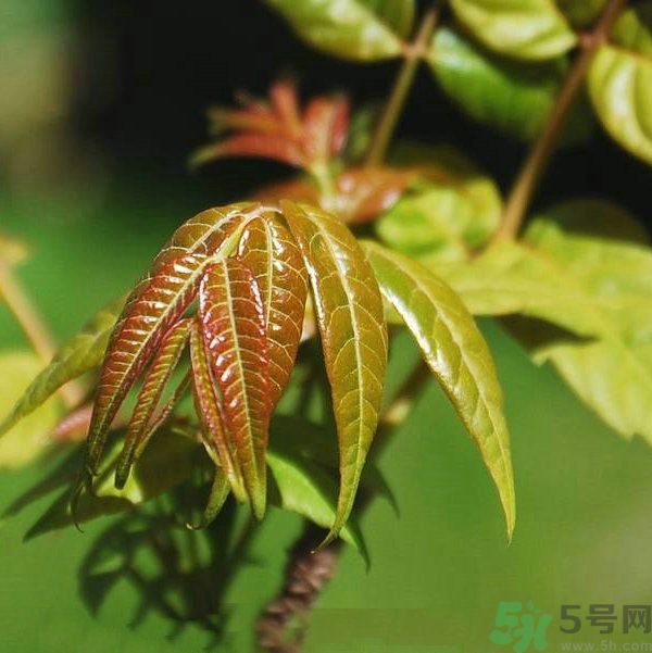 吃香椿要焯水嗎？吃香椿焯水還有營(yíng)養(yǎng)價(jià)值嗎？