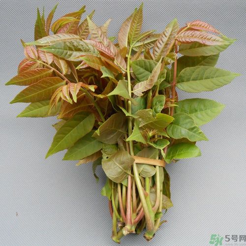 吃香椿要焯水嗎？吃香椿焯水還有營(yíng)養(yǎng)價(jià)值嗎？