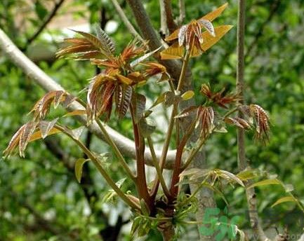 香椿怎么吃才安全？吃香椿的最佳時(shí)間是什么時(shí)候？