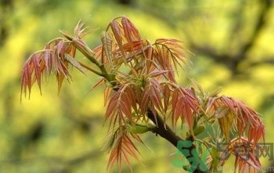 香椿怎么吃才安全？吃香椿的最佳時(shí)間是什么時(shí)候？