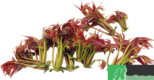 吃香椿有什么好處？香椿可以預(yù)防疾病嗎？