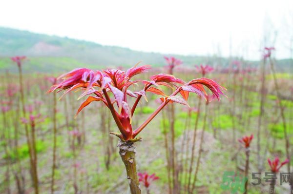 怎么挑選香椿呢？挑選香椿的小竅門？
