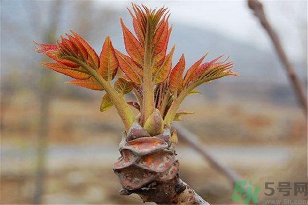 怎么挑選香椿呢？挑選香椿的小竅門？