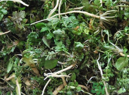 薺菜可以曬干嗎?薺菜曬干能吃嗎?.png 薺菜可以曬干嗎?薺菜曬干能吃嗎?.png