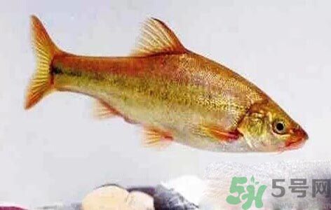 怎么挑選魚(yú)？挑魚(yú)的技巧有哪些？