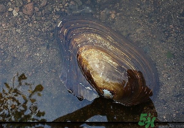 河蚌怎么殺？怎么殺河蚌才可以？