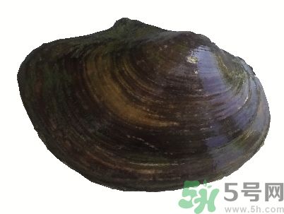 河蚌怎么殺？怎么殺河蚌才可以？