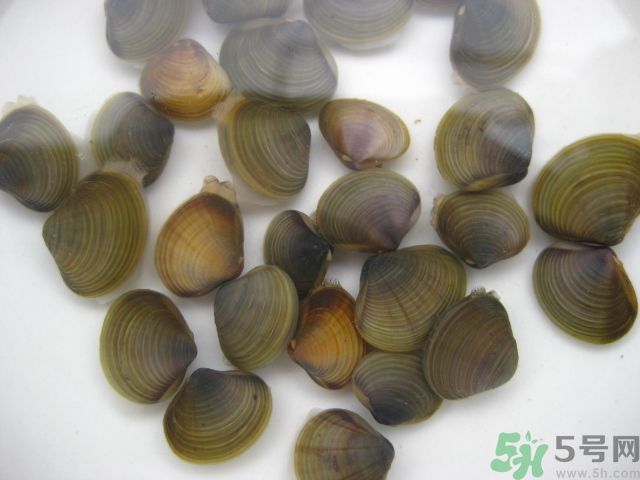 河蚌要怎么清洗才干凈？河蚌的清洗方法？