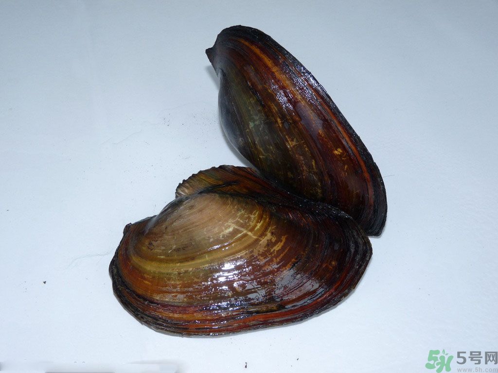 河蚌要怎么清洗才干凈？河蚌的清洗方法？