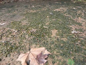 地皮菜孕婦能吃嗎？地皮菜孕婦吃好嗎？