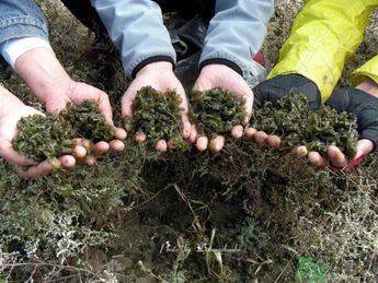 地皮菜有毒嗎？地皮菜有什么營養(yǎng)價值？