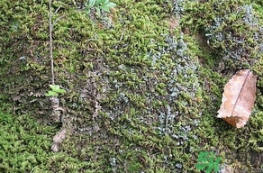 地皮菜是發(fā)物嗎？地皮菜的功效與禁忌