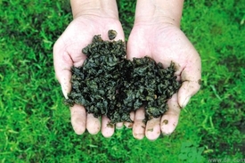 地皮菜是發(fā)物嗎？地皮菜的功效與禁忌