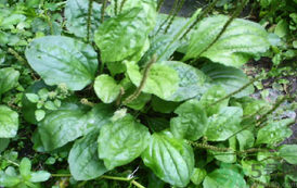 車前草能治痛風(fēng)嗎？車前草對(duì)痛風(fēng)的作用