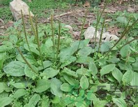 車前草能治痛風(fēng)嗎？車前草對(duì)痛風(fēng)的作用