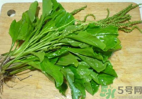 車前草能治痛風(fēng)嗎？車前草對(duì)痛風(fēng)的作用