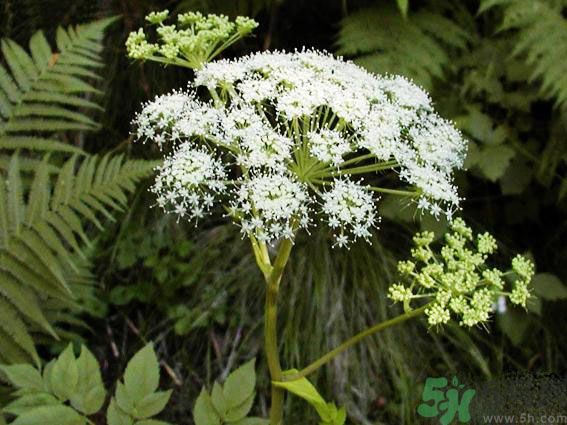 補(bǔ)氣血的中藥有哪些？哪些中藥補(bǔ)氣血？