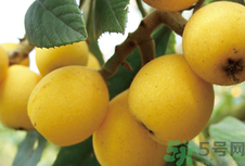 枇杷怎么吃止咳效果好?枇杷怎么吃治咳嗽?.png 枇杷怎么吃止咳效果好?枇杷怎么吃治咳嗽?.png