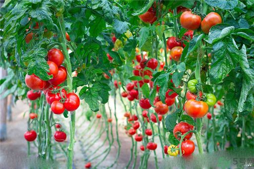 高血脂吃什么水果好？什么水果可以降血脂？