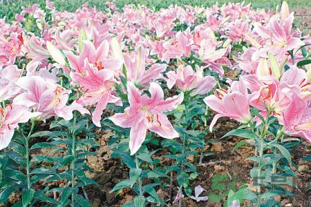 百合花可以吃嗎？百合花吃哪種？