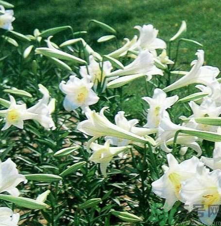 百合花可以吃嗎？百合花吃哪種？