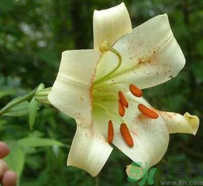 百合花可以吃嗎？百合花吃哪種？