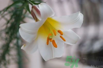 食用百合怎么挑選？如何挑選百合？