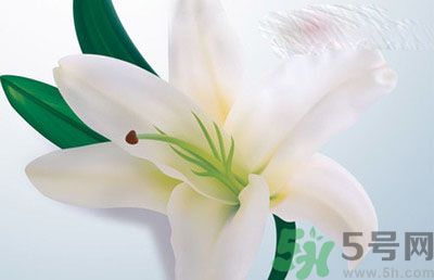怎樣保存百合？保存百合有什么方法？