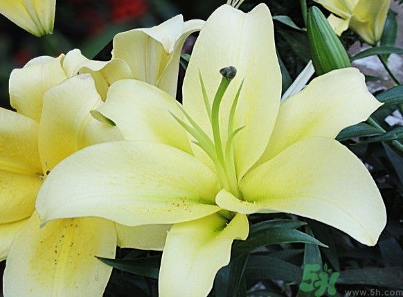 怎樣保存百合？保存百合有什么方法？