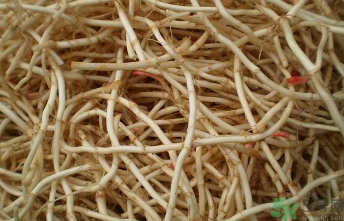 魚腥草能泡水喝嗎？魚腥草泡水喝有什么功效？