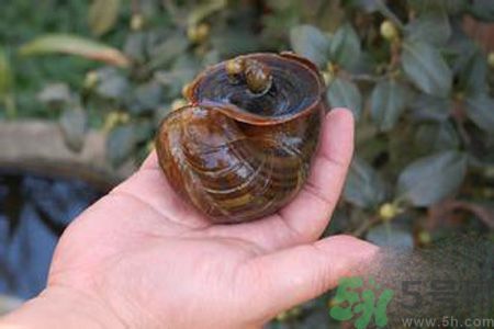 怎么挑選螺螄？螺螄怎么清洗？