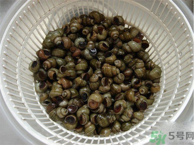 怎么挑選螺螄？螺螄怎么清洗？