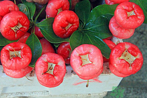 蓮霧孕婦能吃嗎？孕婦可以吃蓮霧嗎？