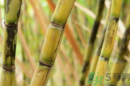 清明節(jié)可以吃甘蔗嗎？清明節(jié)不能吃哪些食物？