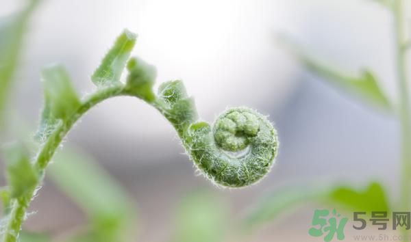 清明節(jié)可以吃甘蔗嗎？清明節(jié)不能吃哪些食物？